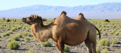 شتر پاکستانی با پای مصنوعی راه رفت (فیلم)