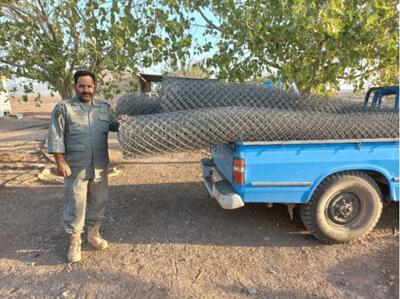 زنده‌گیری «جبیر» در پارک ملی کویر؛ احیای تنوع زیستی در دستور کار است