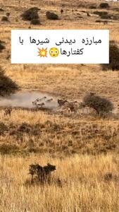 فیلم جنگ مرگبار بین شیر و کفتار