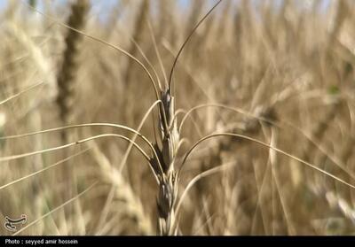 رونمایی از ارقام جدید گندم نان برای مناطق سردسیر